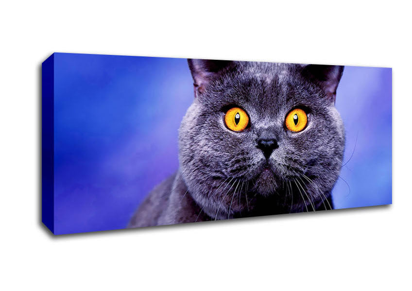 Picture of Heres Looking At You Cat Yellow Eyes Panoramic Canvas Wall Art