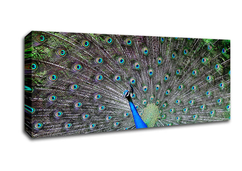 Picture of Indian Peafowl Panoramic Canvas Wall Art