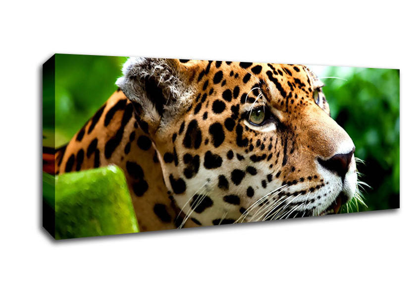 Picture of Jaguar The Big Cat Panoramic Canvas Wall Art