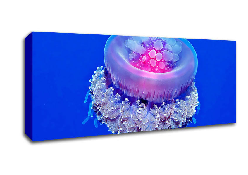 Picture of Jellyfish Pink Panoramic Canvas Wall Art