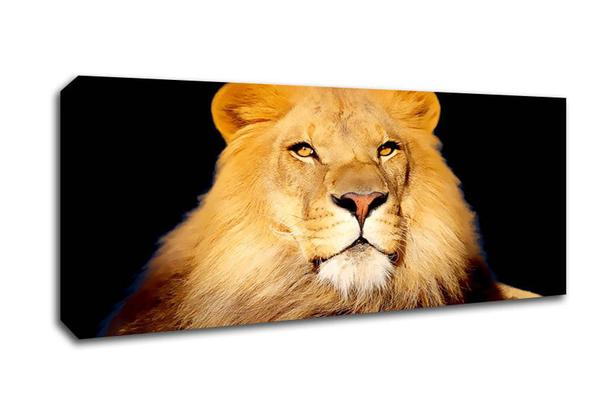 Picture of King Of The Jungle Lion Panoramic Canvas Wall Art