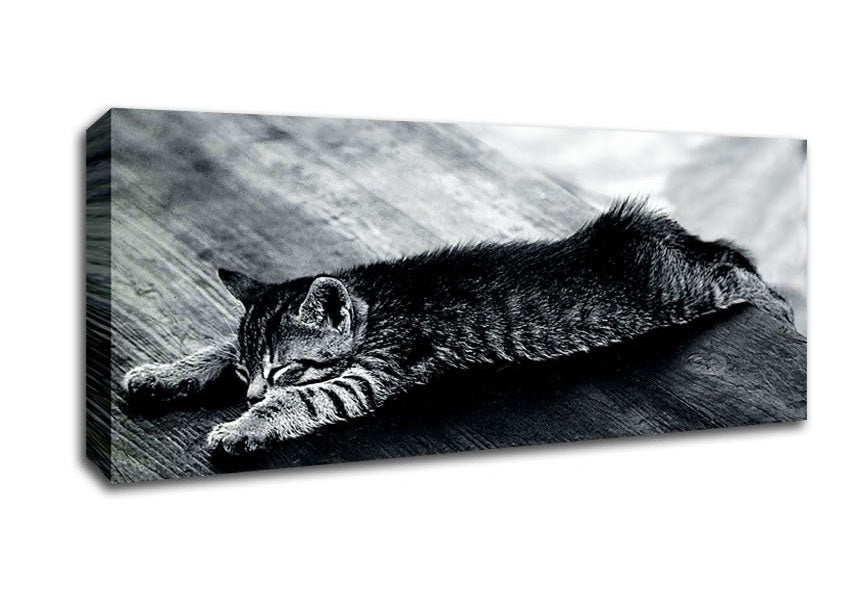 Picture of Kitten Dream Panoramic Canvas Wall Art