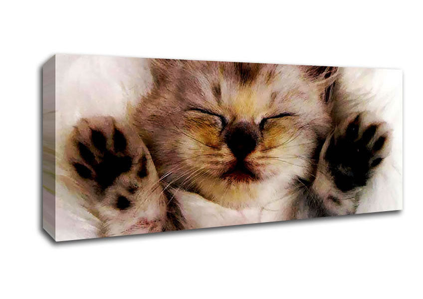 Picture of Kitten Love Panoramic Canvas Wall Art