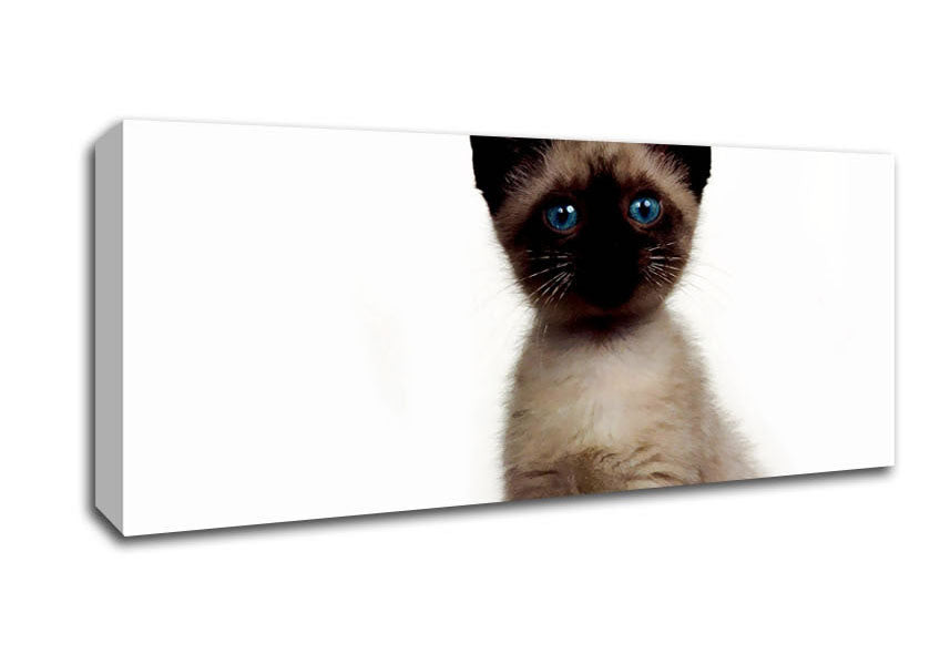 Picture of Kitten Mischief Panoramic Canvas Wall Art