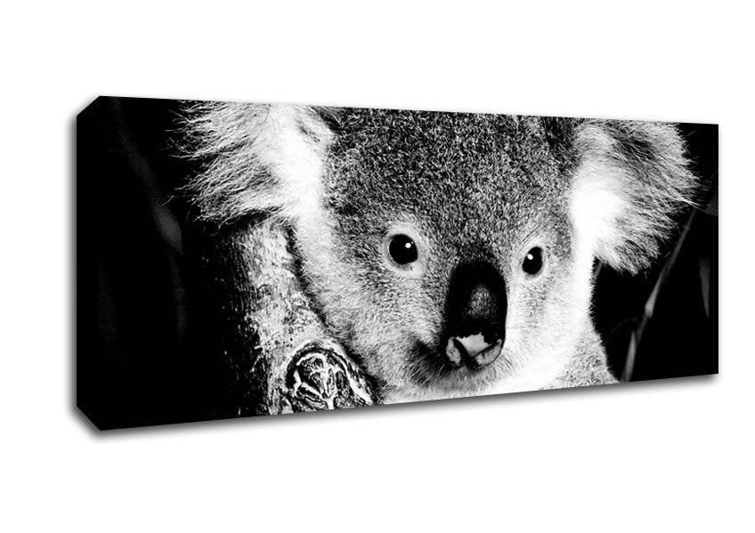 Picture of Koala Bear Panoramic Canvas Wall Art