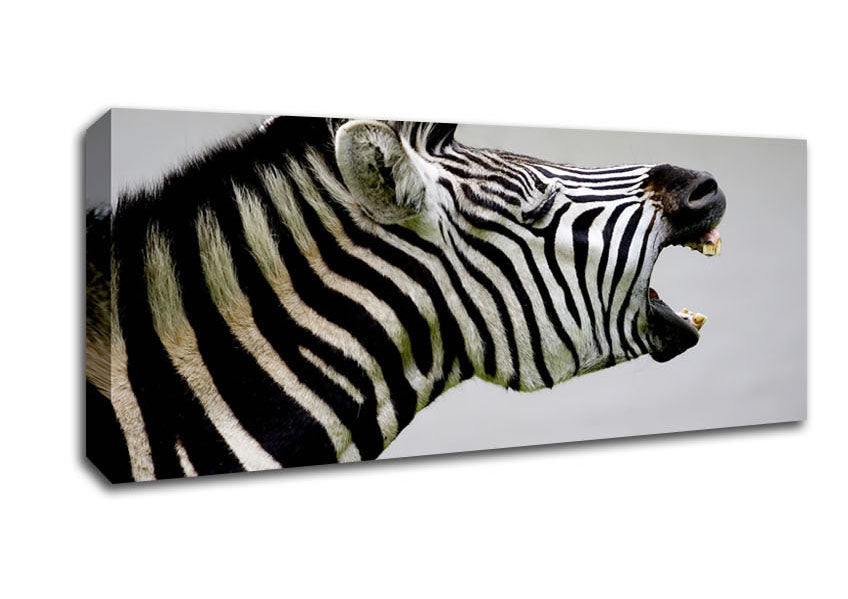 Picture of Laughing Zebra Panoramic Canvas Wall Art