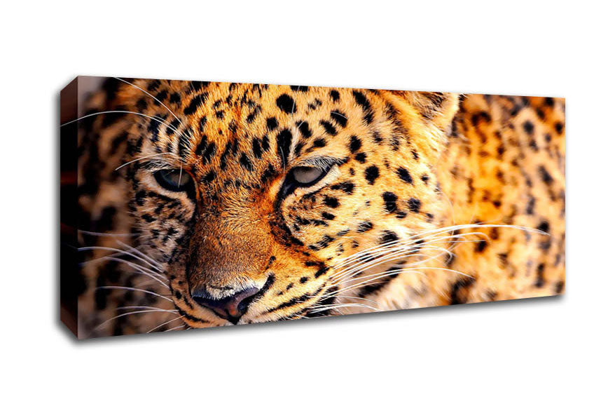 Picture of Leopard Close Up Panoramic Canvas Wall Art