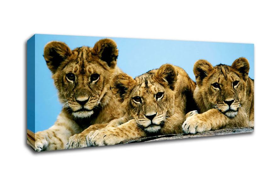 Picture of Lion Cub Trio Panoramic Canvas Wall Art