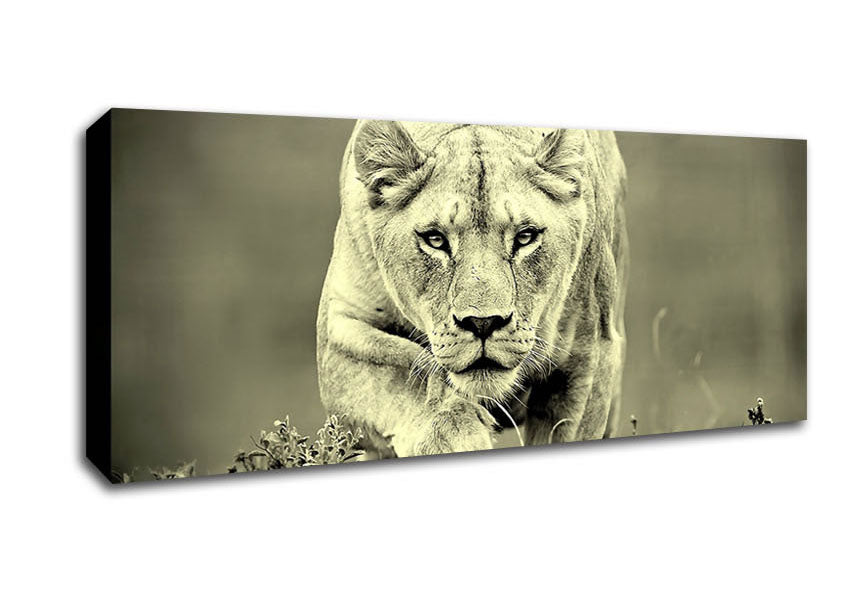 Picture of Lioness Hunting Panoramic Canvas Wall Art