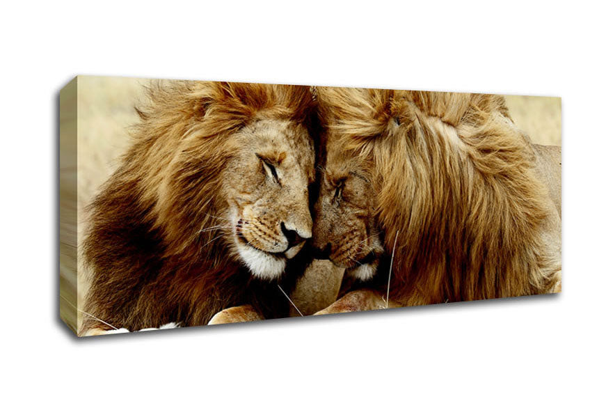 Picture of Lions Love Wild Cats Animals Panoramic Canvas Wall Art