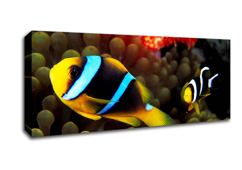 Picture of Neon Clown Fish Panoramic Canvas Wall Art