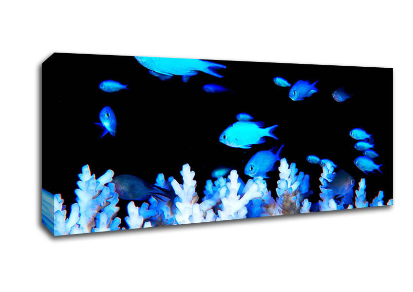 Picture of Neon Fish Panoramic Canvas Wall Art