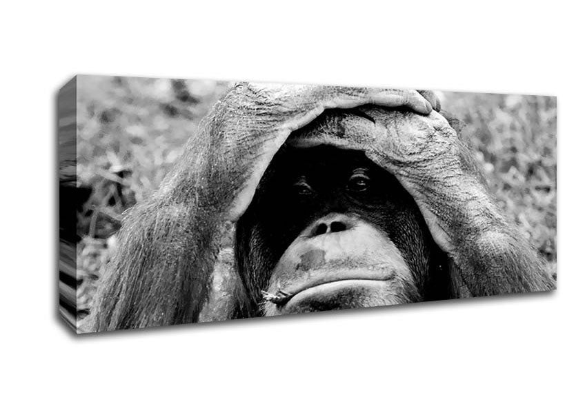 Picture of Orangutan Mishap Panoramic Canvas Wall Art