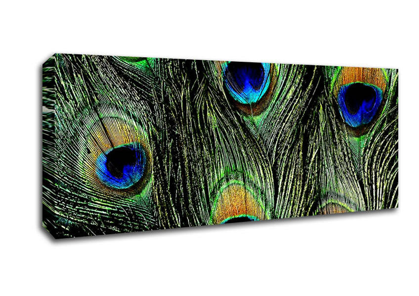 Picture of Peacock Feather Eyes Panoramic Canvas Wall Art