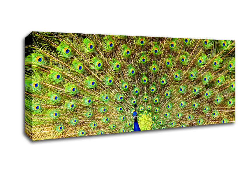 Picture of Peacock Paradise Panoramic Canvas Wall Art