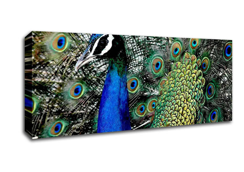 Picture of Peacock Stare Panoramic Canvas Wall Art