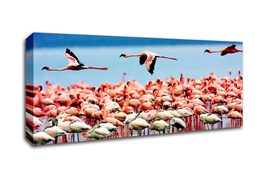 Picture of Pink Flamingos In Flight Panoramic Canvas Wall Art