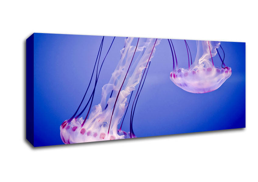 Picture of Pink Jellyfish Panoramic Canvas Wall Art