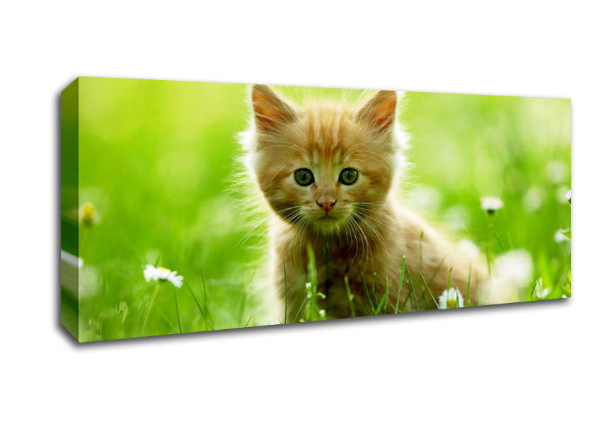 Picture of Playful Kitten Panoramic Canvas Wall Art