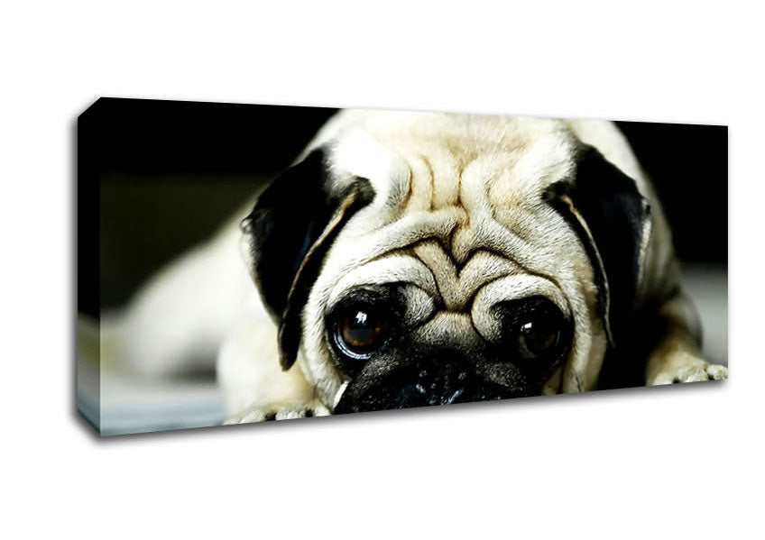 Picture of Pug Panoramic Canvas Wall Art