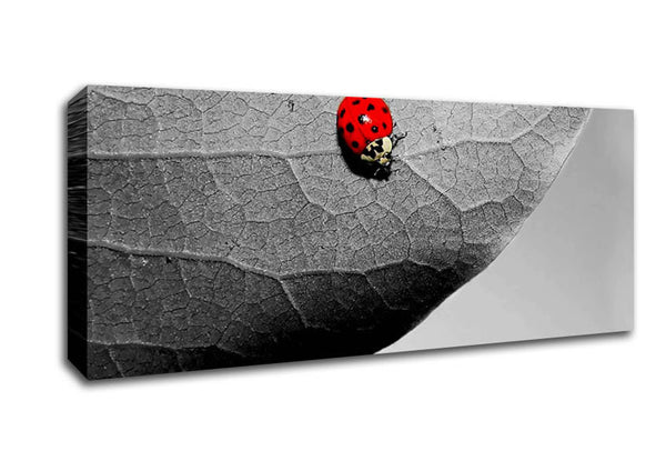 Picture of Red Ladybird Panoramic Canvas Wall Art