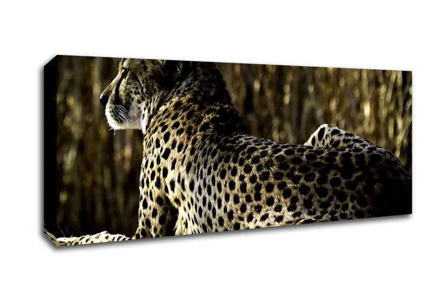 Picture of Resting Cheetah Panoramic Canvas Wall Art