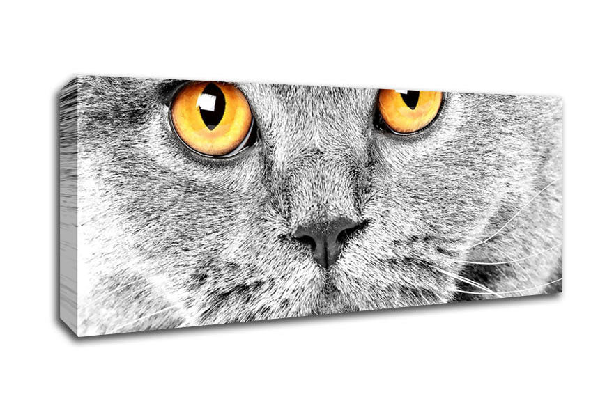 Picture of Serious Grey Cat Panoramic Canvas Wall Art