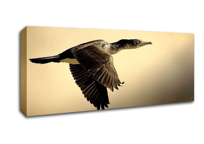 Picture of Shag Bird Panoramic Canvas Wall Art