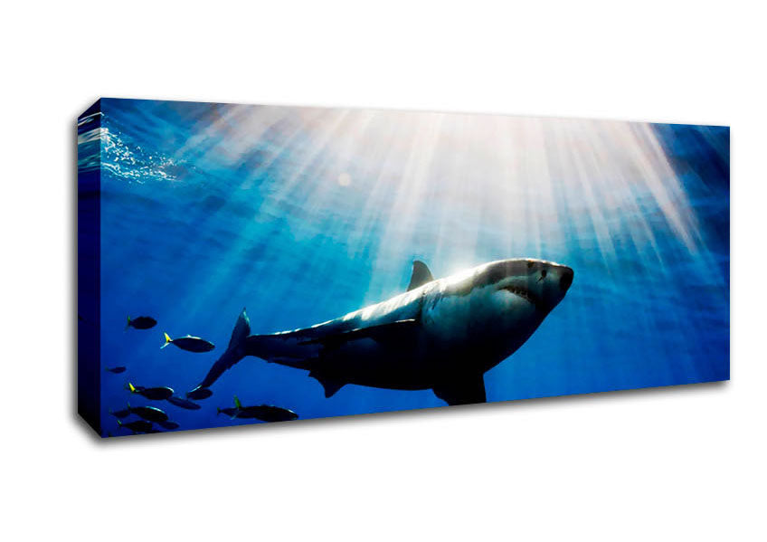 Picture of Shark In A Blaze Of Sunlight Panoramic Canvas Wall Art