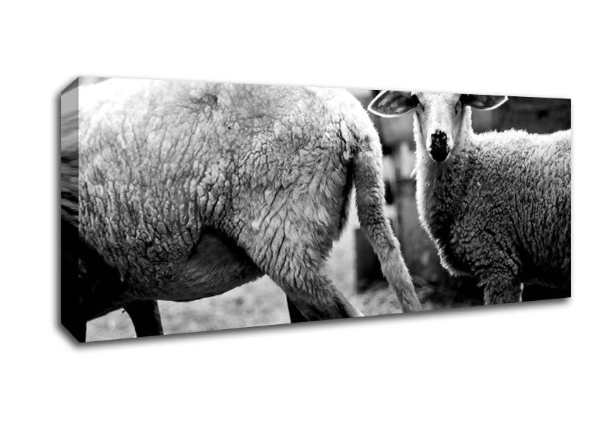 Picture of Sheep 2 Panoramic Canvas Wall Art