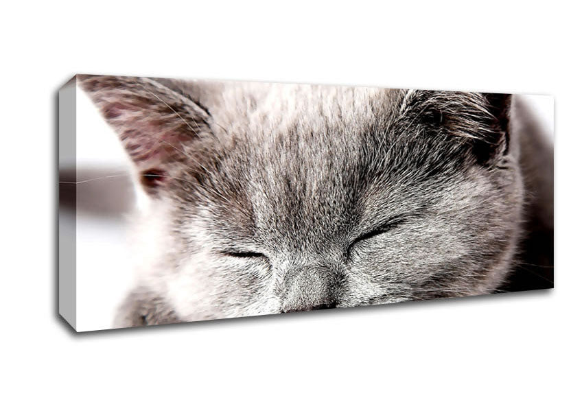 Picture of Sleepy Grey Kitten Panoramic Canvas Wall Art