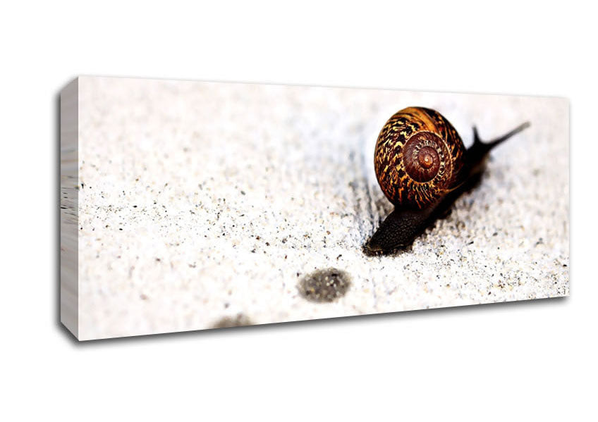 Picture of Snail Track Macro Panoramic Canvas Wall Art