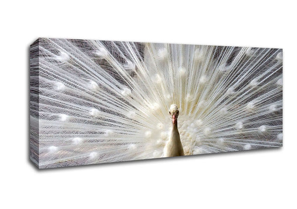 Picture of Snow White Peacock Panoramic Canvas Wall Art