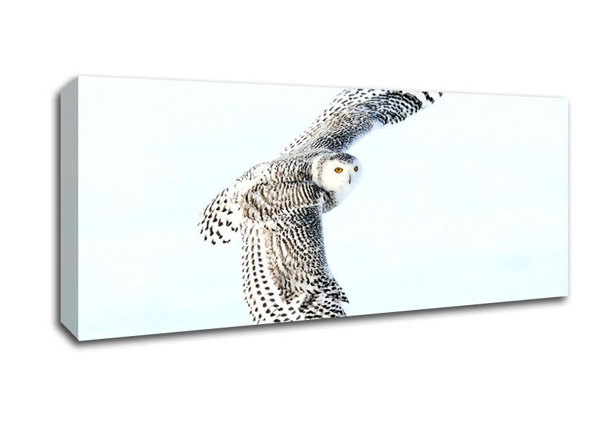 Picture of Snowy Owl Panoramic Canvas Wall Art