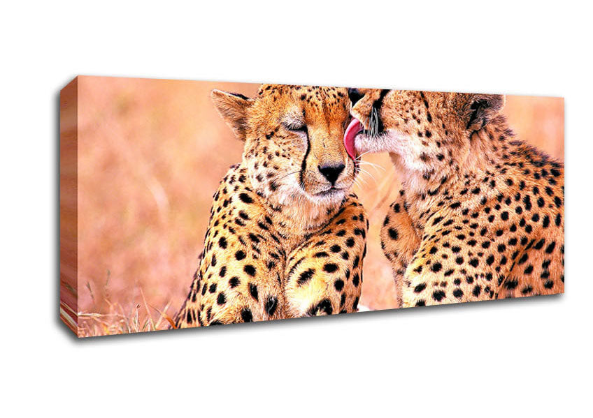 Picture of South African Cheetahs Panoramic Canvas Wall Art