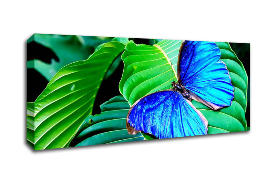 Picture of Stunning Blue Butterfly Panoramic Canvas Wall Art