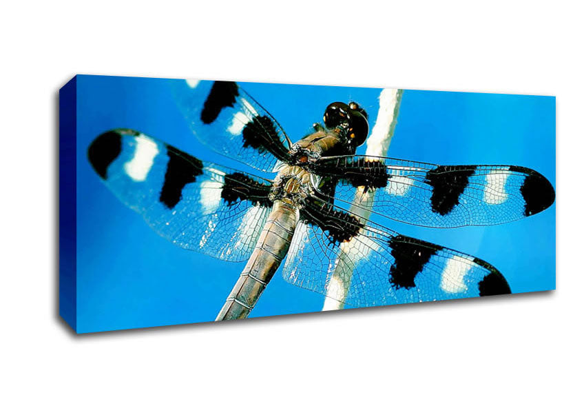 Picture of Stunning Winged Insect Panoramic Canvas Wall Art