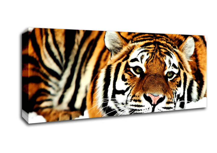 Picture of Tiger After The Hunt Panoramic Canvas Wall Art