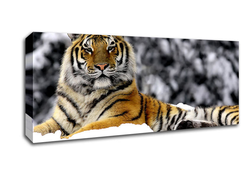 Picture of Tiger In Winter Panoramic Canvas Wall Art