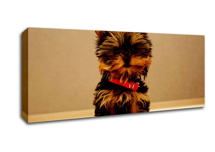 Picture of Yorkshire Terrier Puppy Panoramic Canvas Wall Art