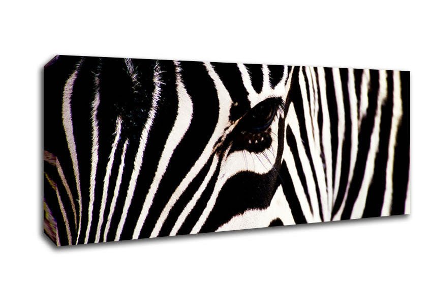 Picture of Zebra Stare Panoramic Canvas Wall Art