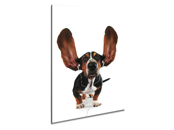 Basset Hound Music