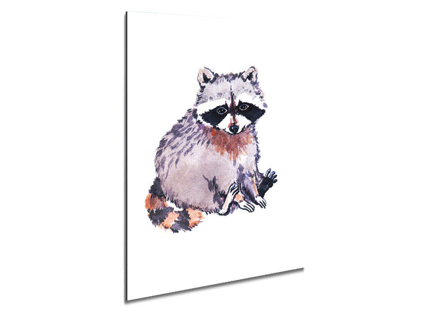 Raccoon Sitting