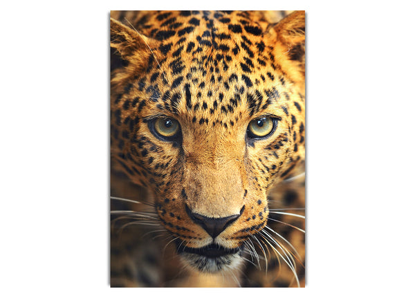 Leopard Stare