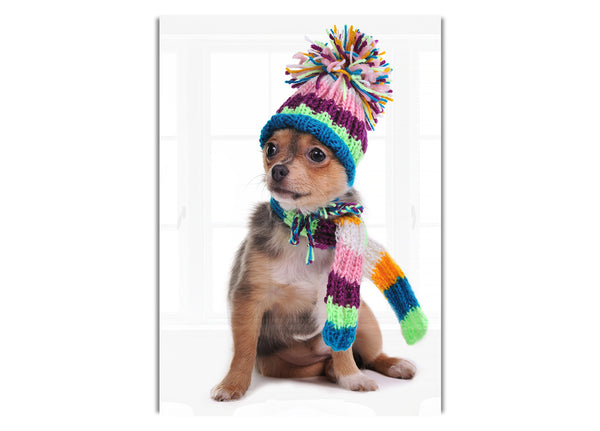 Chihuahua Dog Dressed For Winter