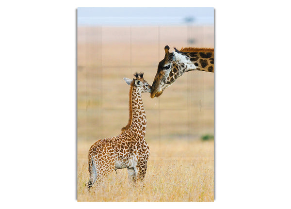 Baby Giraffe Love