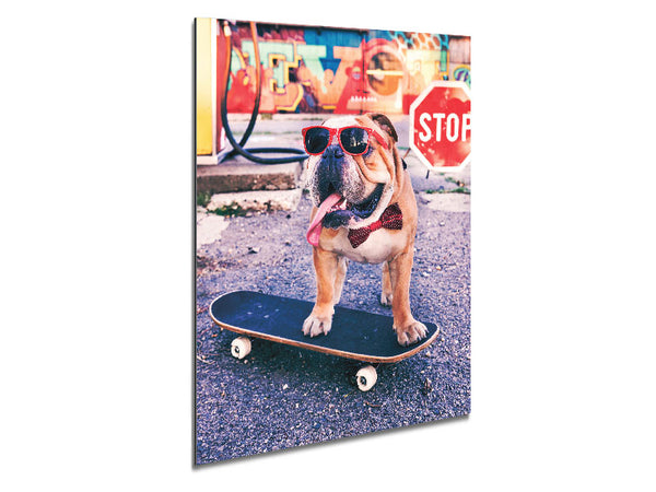 English Bulldog Skateboarding