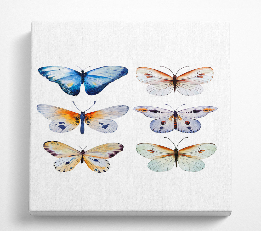 A Square Canvas Print Showing Butterfly Breeds Square Wall Art