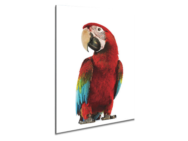 Blue Macaw Parrot