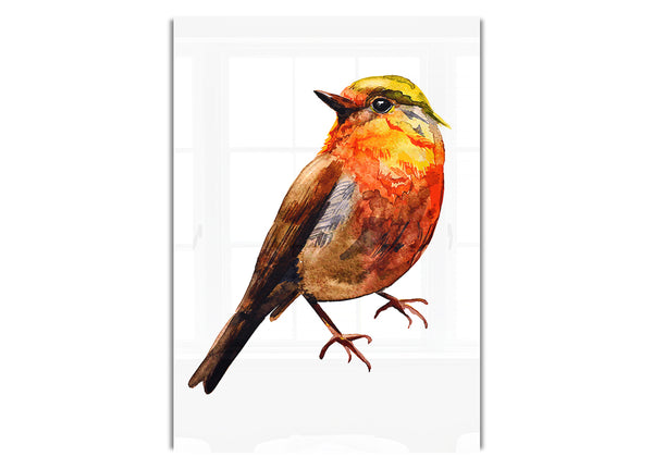 Robin Red Breast